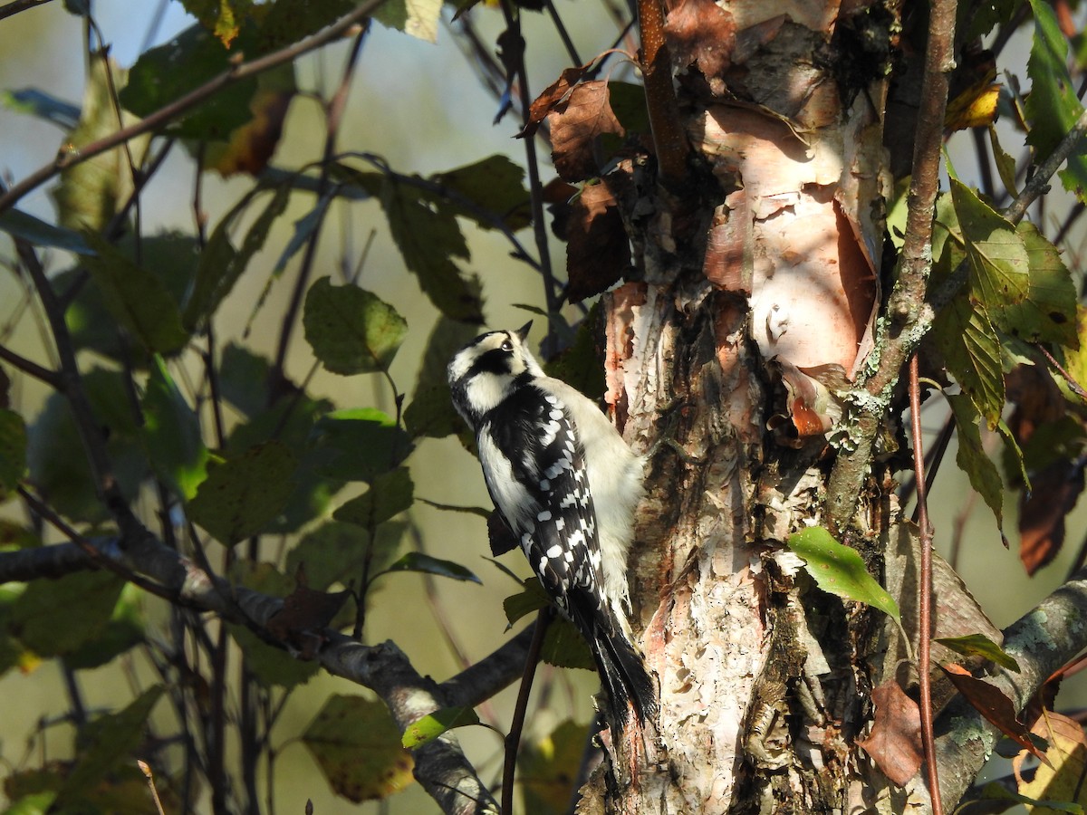 Downy Woodpecker - ML642866810
