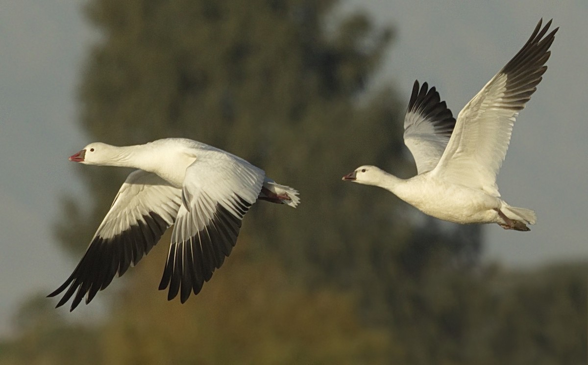 Ross's Goose - ML642866811