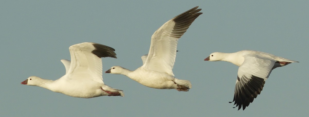 Ross's Goose - ML642866814