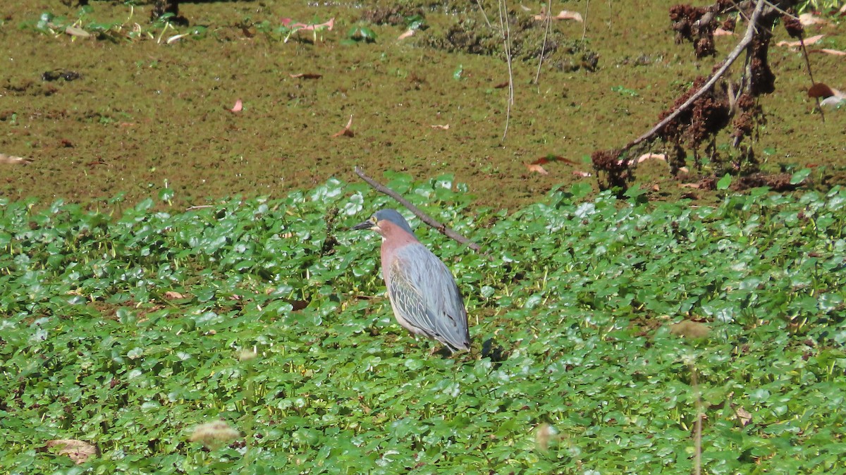 Koartzatxo berdea - ML642866817