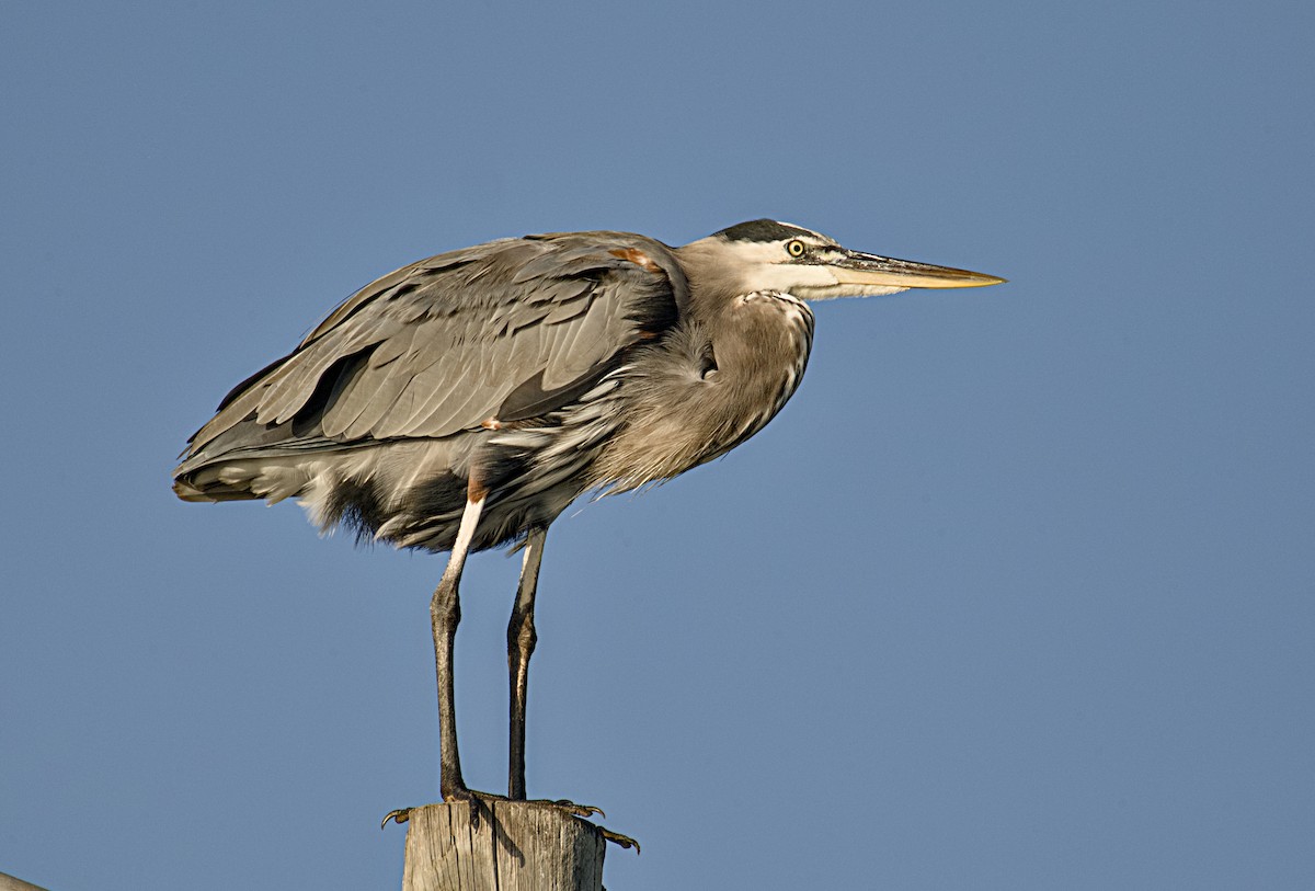 Great Blue Heron - ML642866819
