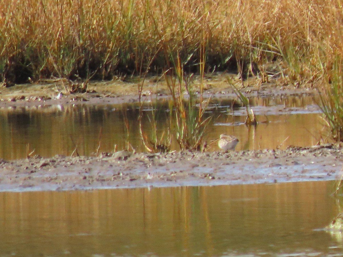 White-rumped Sandpiper - ML642866821