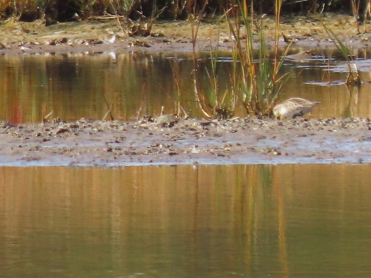 White-rumped Sandpiper - ML642866823