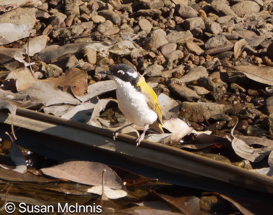 White-throated Honeyeater - ML642866829
