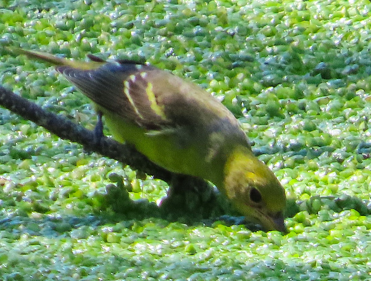 ニシフウキンチョウ - ML642866831