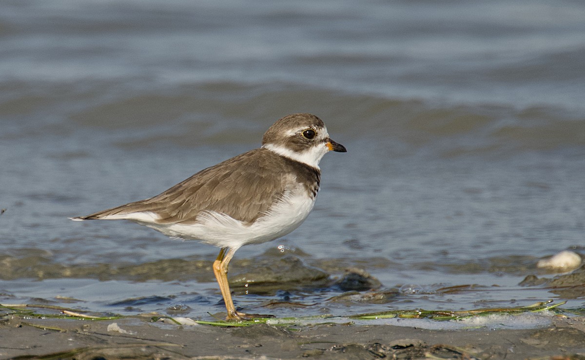 Semipalmated Plover - ML642866842