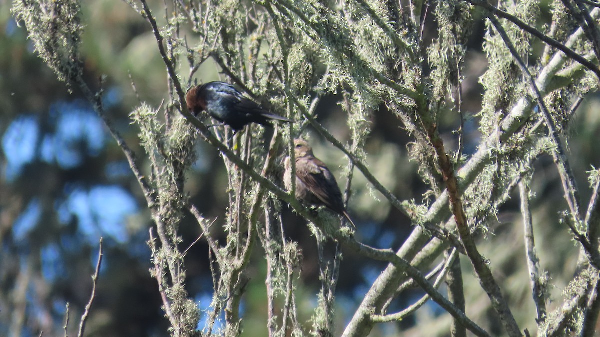 Brown-headed Cowbird - ML642866845