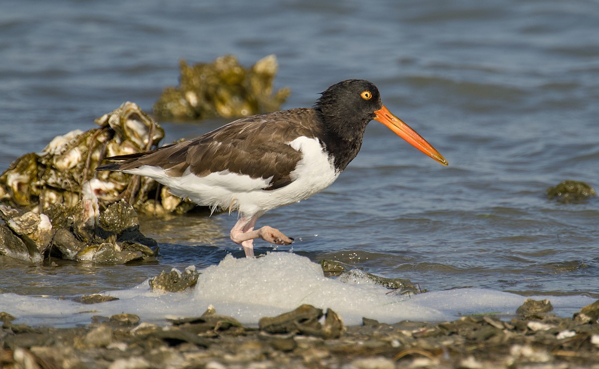American Oystercatcher - ML642866850