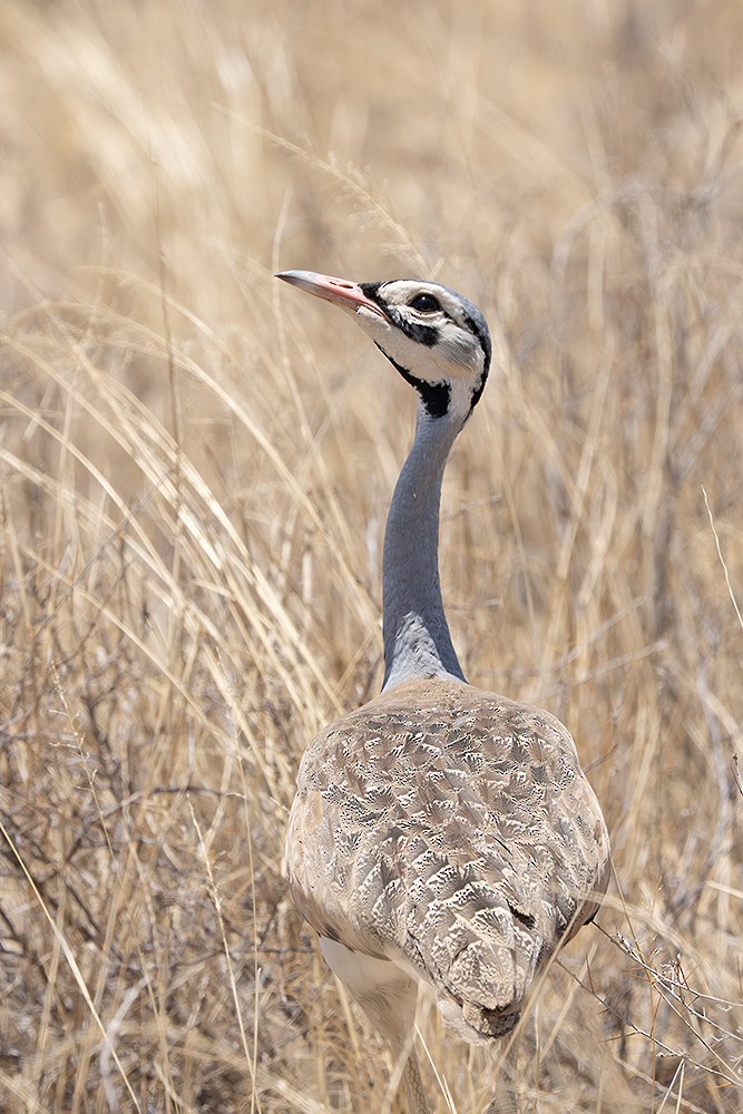 White-bellied Bustard - ML642866851