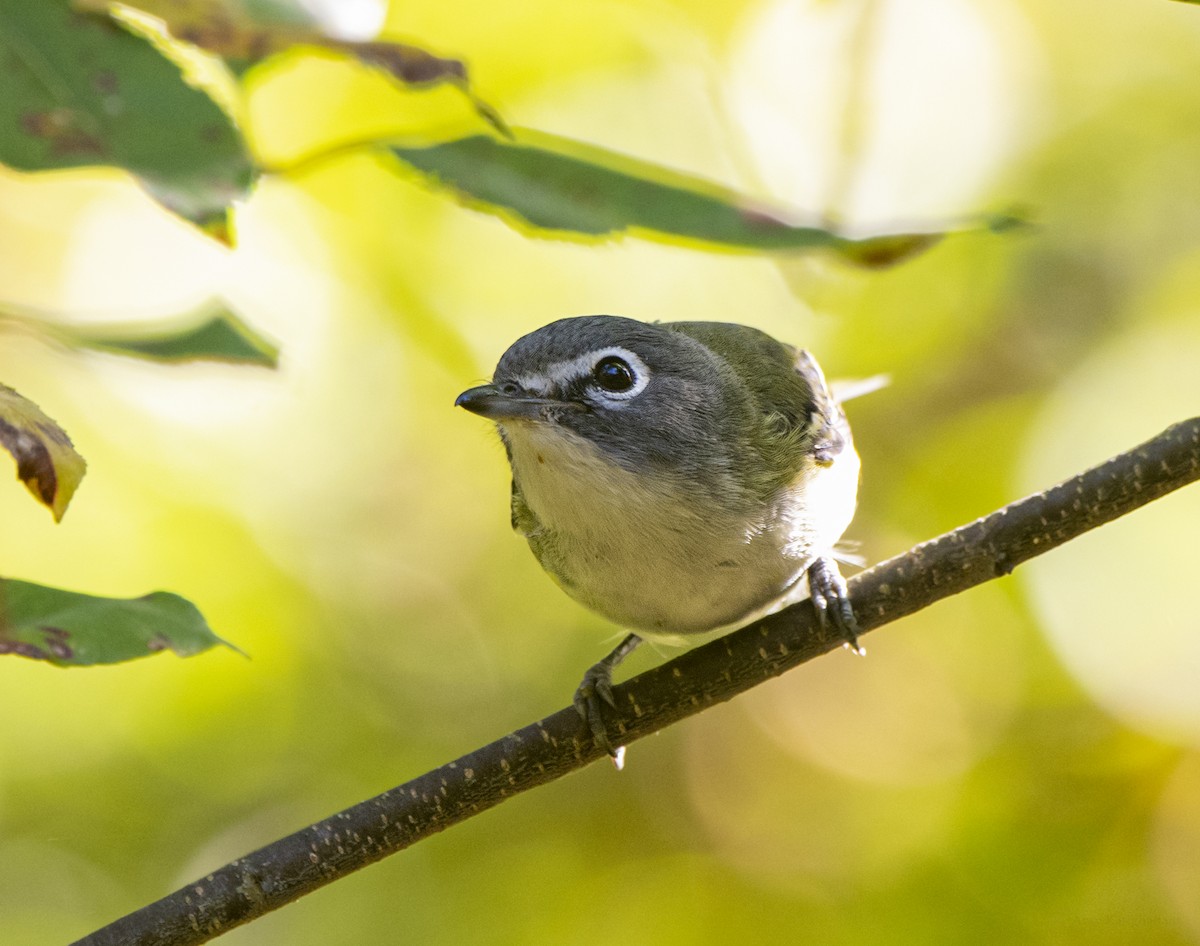 Blue-headed Vireo - ML642866856
