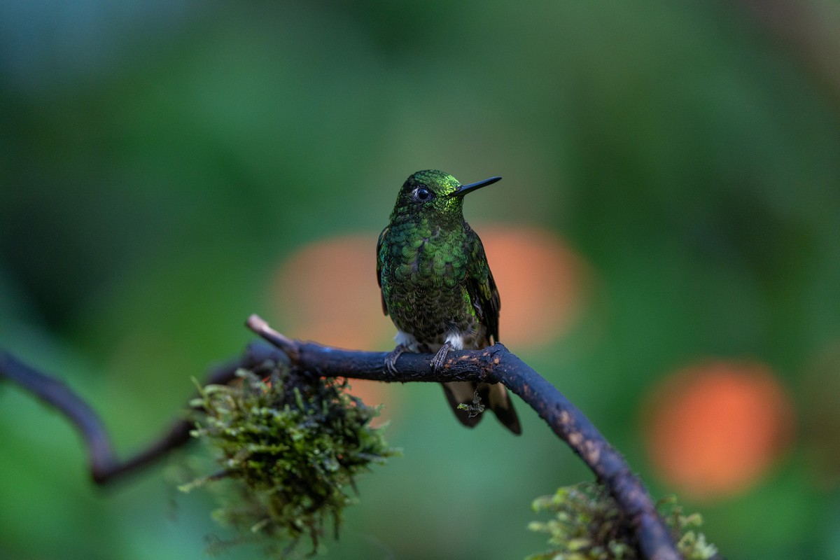 Buff-tailed Coronet - ML642866864