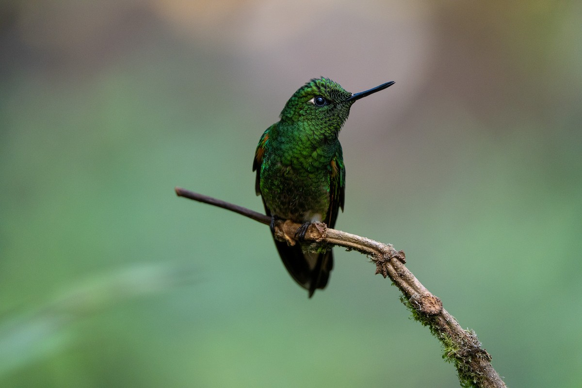 Buff-tailed Coronet - ML642866865