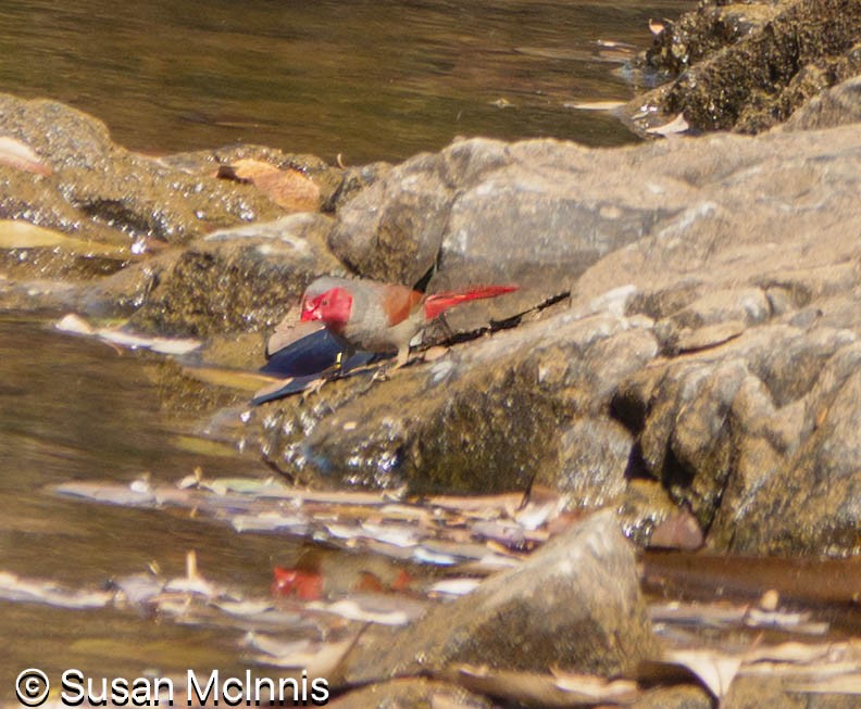 Crimson Finch (Black-bellied) - ML642866867