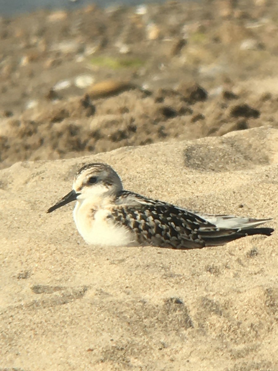 三趾濱鷸 - ML642866868