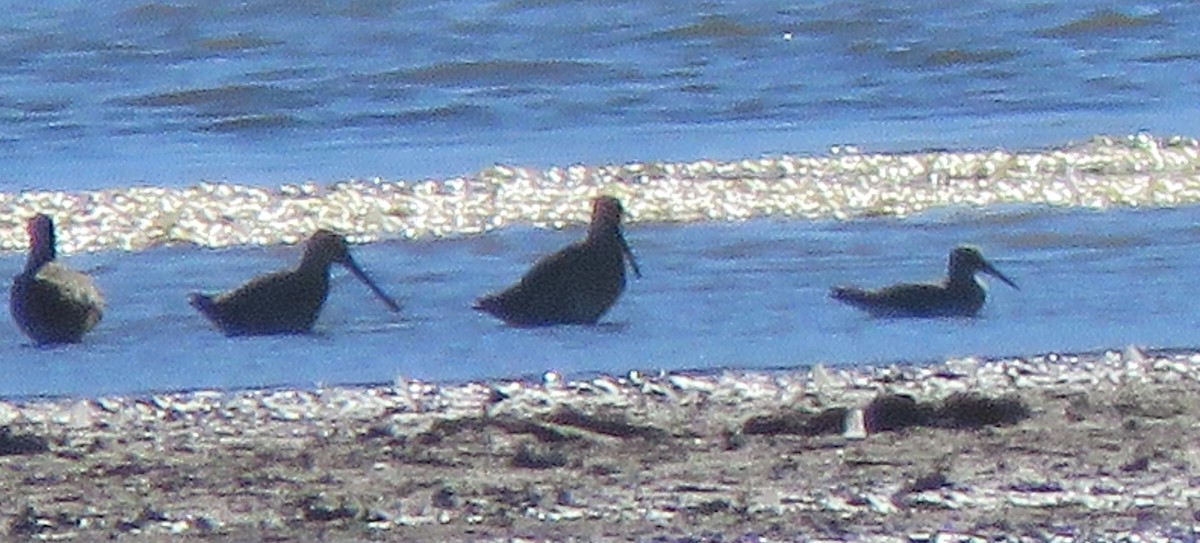 Dunlin - ML642866875