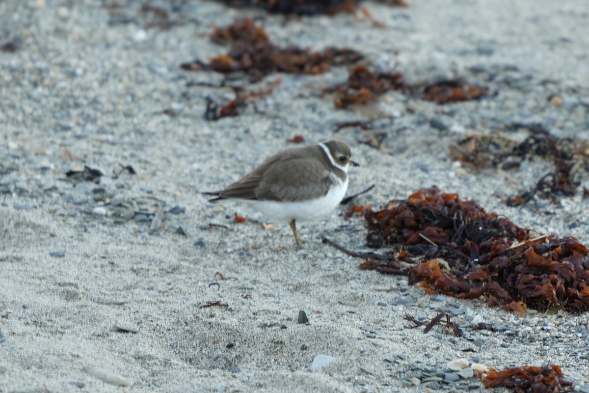 Semipalmated Plover - ML642866877