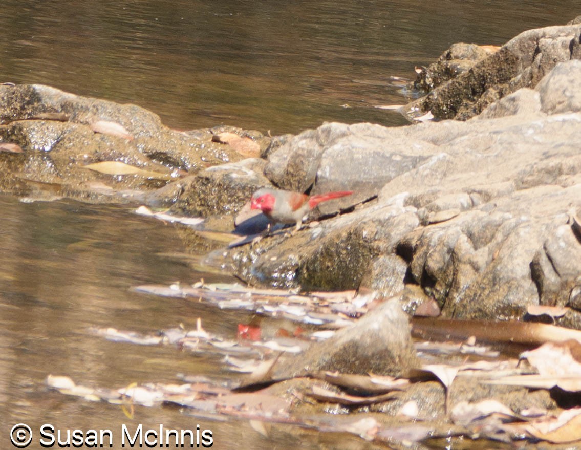 Crimson Finch (Black-bellied) - ML642866878