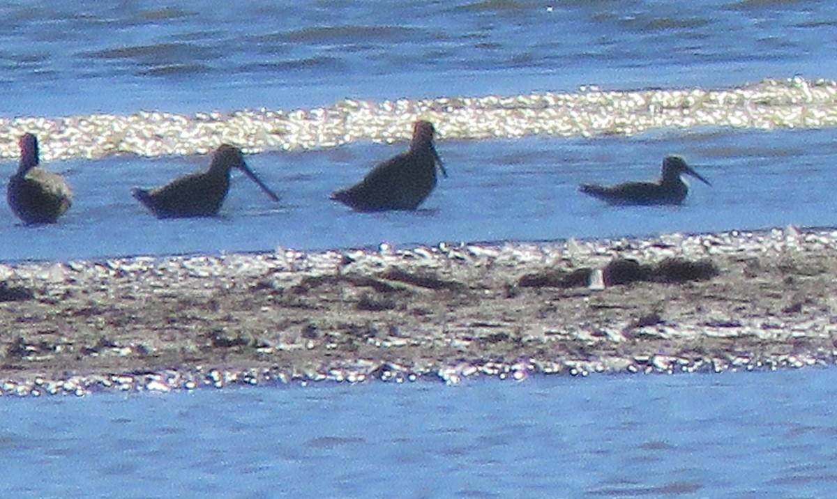 Dunlin - ML642866880