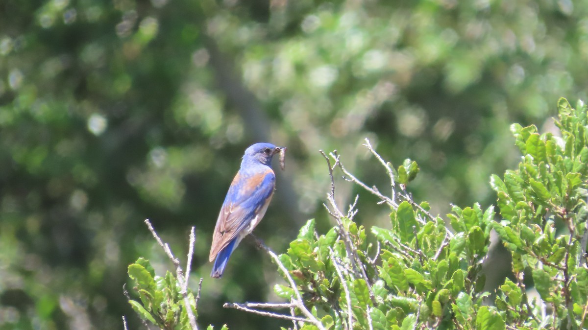 Western Bluebird - ML642866882