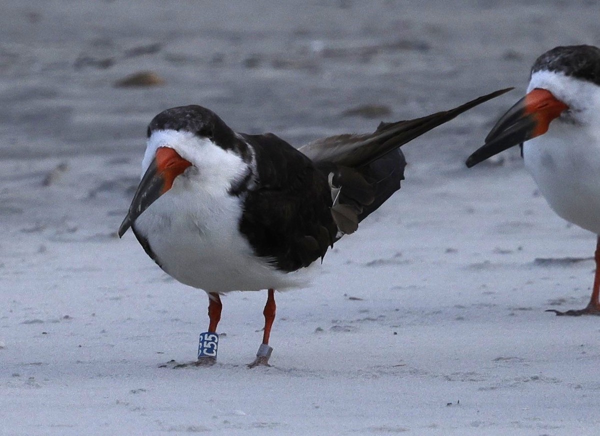 Black Skimmer - ML642866888