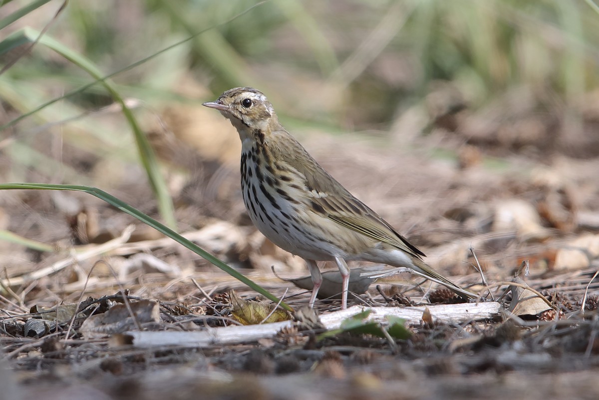 sibirpiplerke - ML642866889