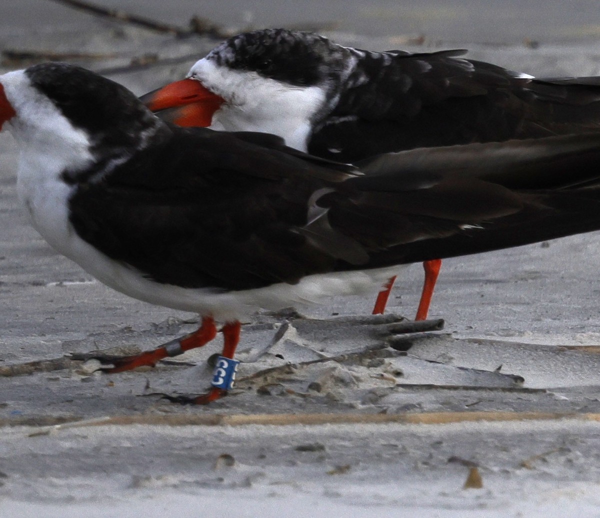Black Skimmer - ML642866890