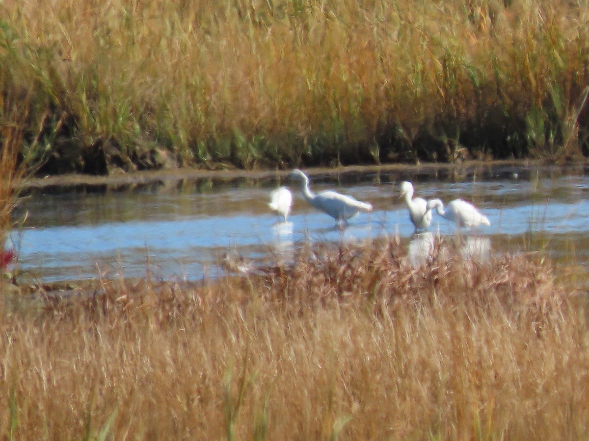 ユキコサギ - ML642866893