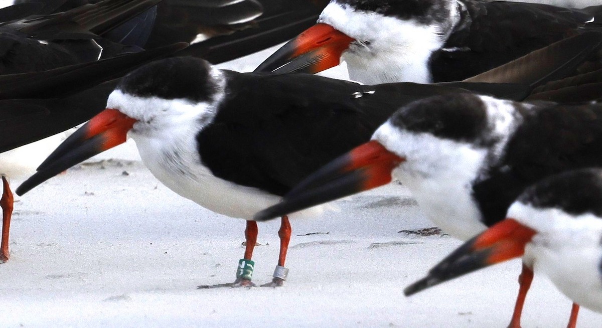 Black Skimmer - ML642866894
