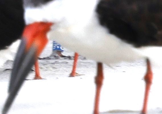 Black Skimmer - ML642866896