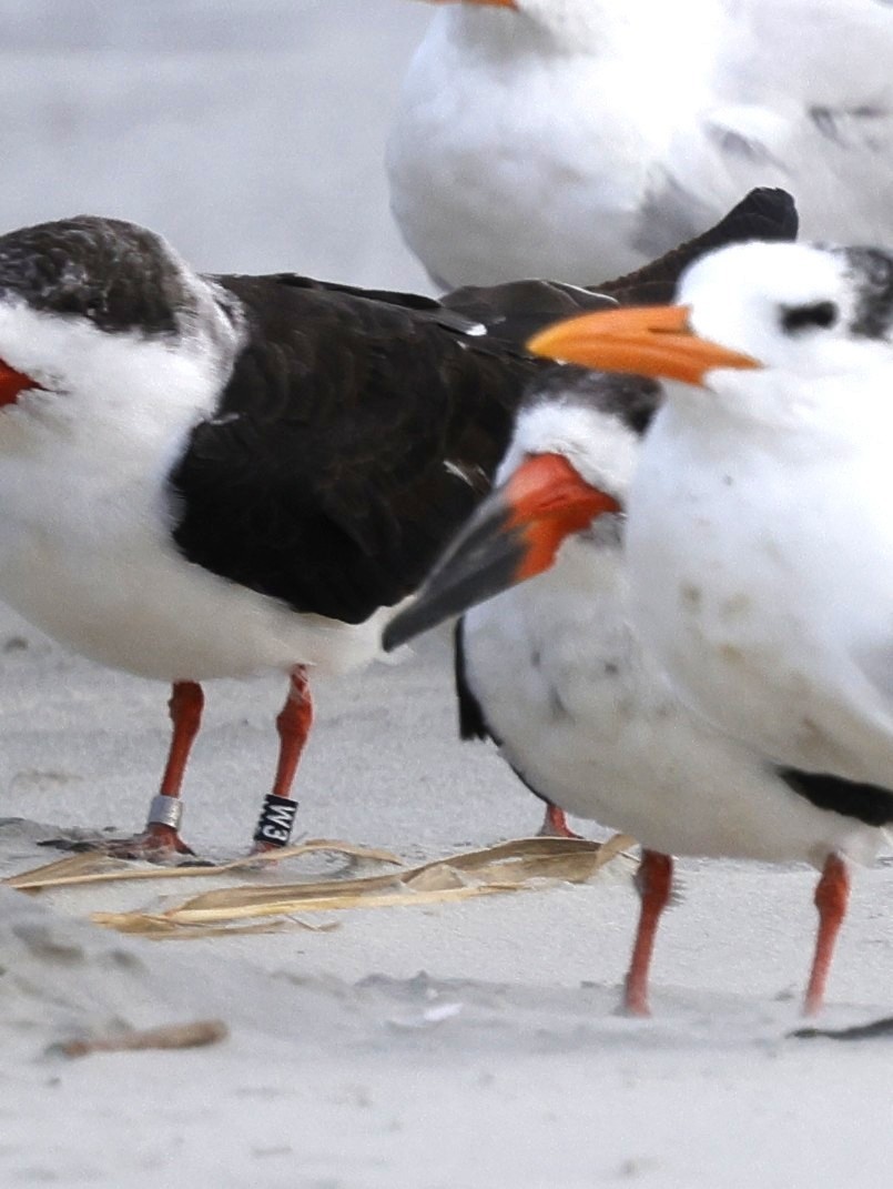 Black Skimmer - ML642866902