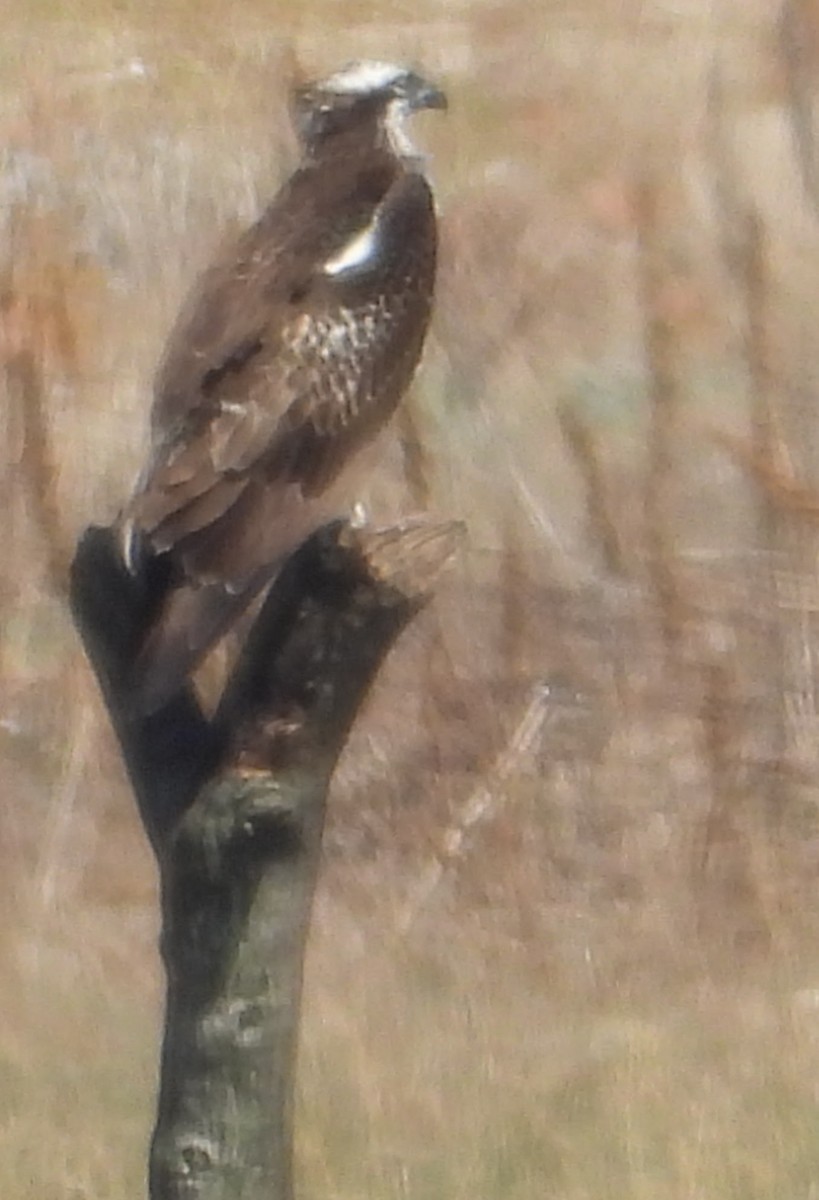 Osprey - ML642866907