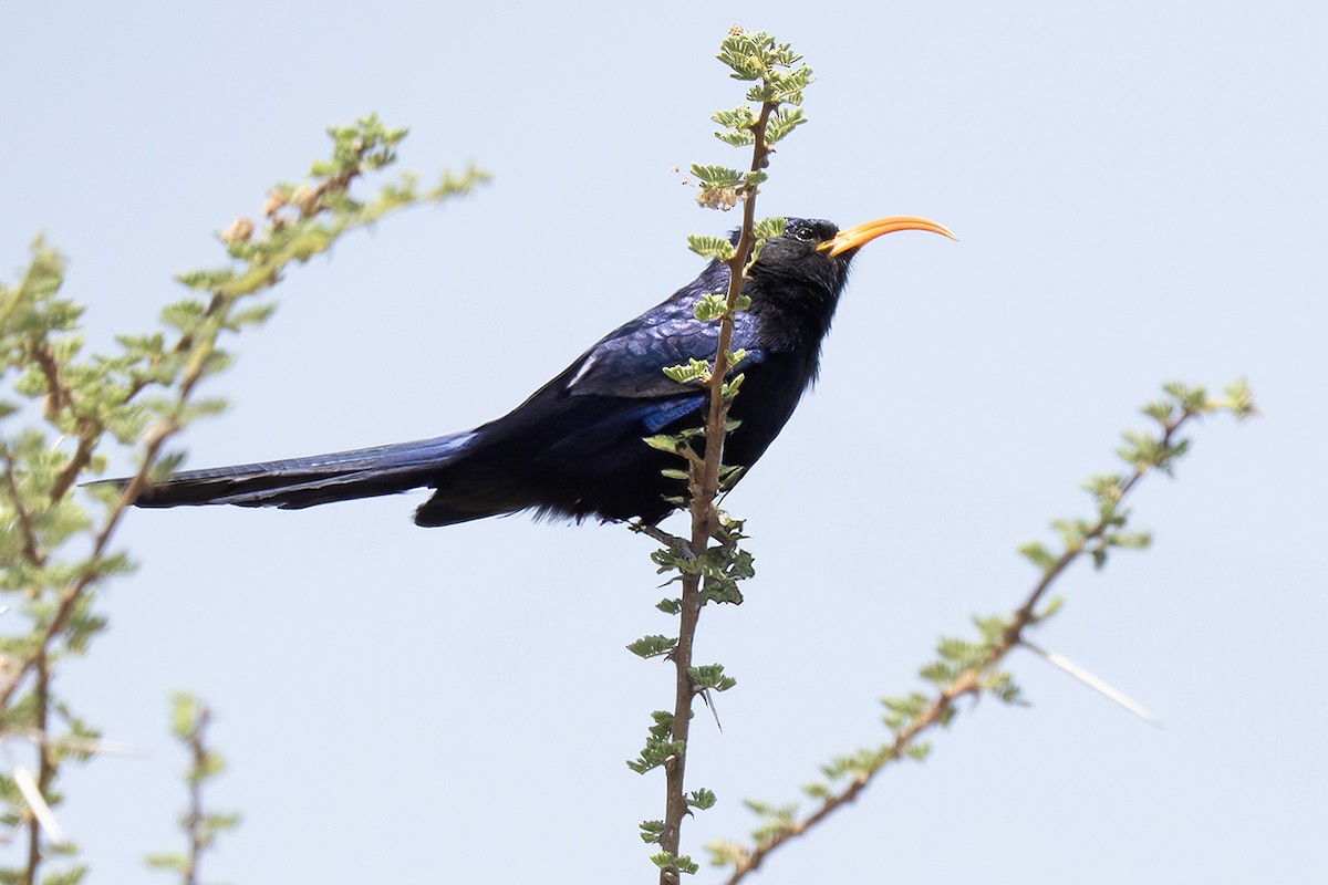 Abyssinian Scimitarbill - ML642866908