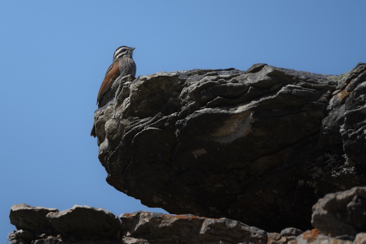 Cape Bunting - ML642866918