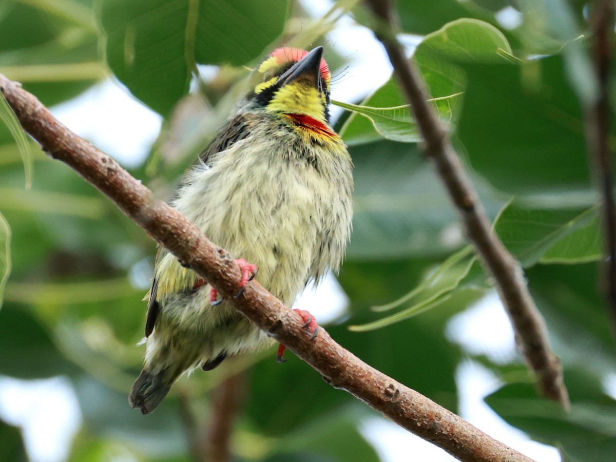 Coppersmith Barbet - ML642866921