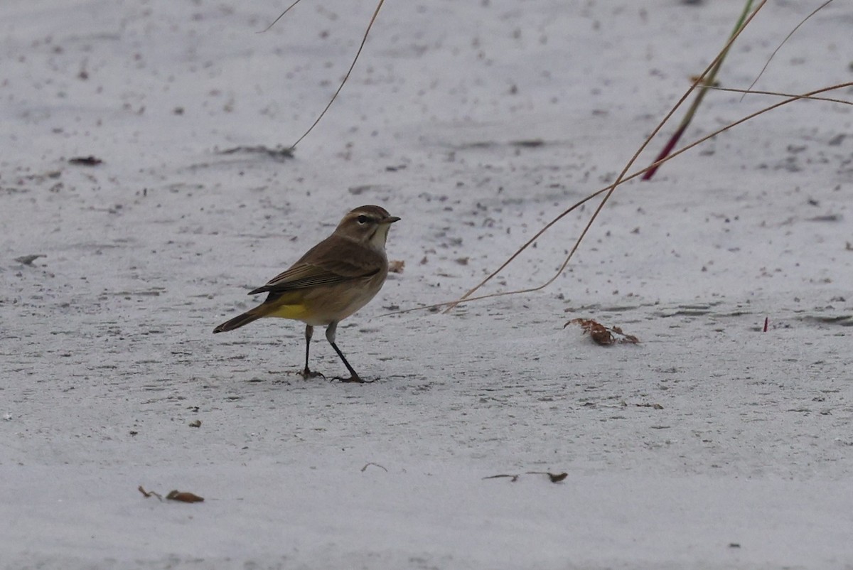 Palm Warbler - ML642866934