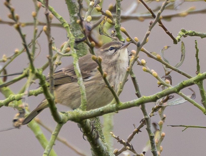 Palm Warbler - ML642866958