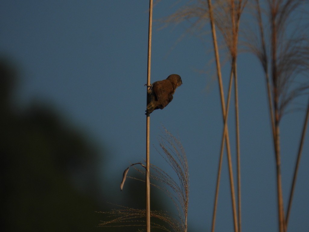 Scaly-breasted Munia - ML642866961