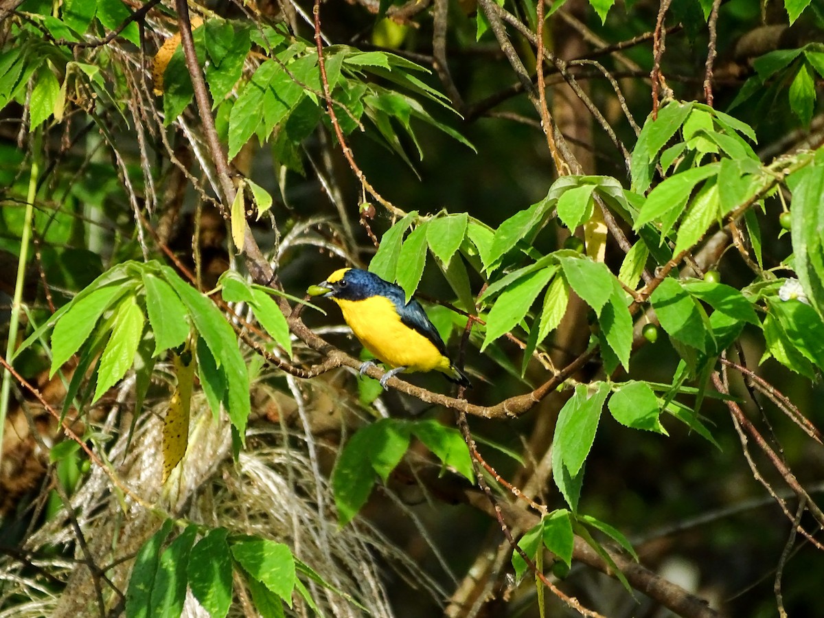 Thick-billed Euphonia - ML642866968