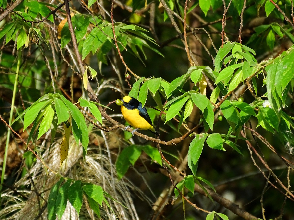 Thick-billed Euphonia - ML642866969