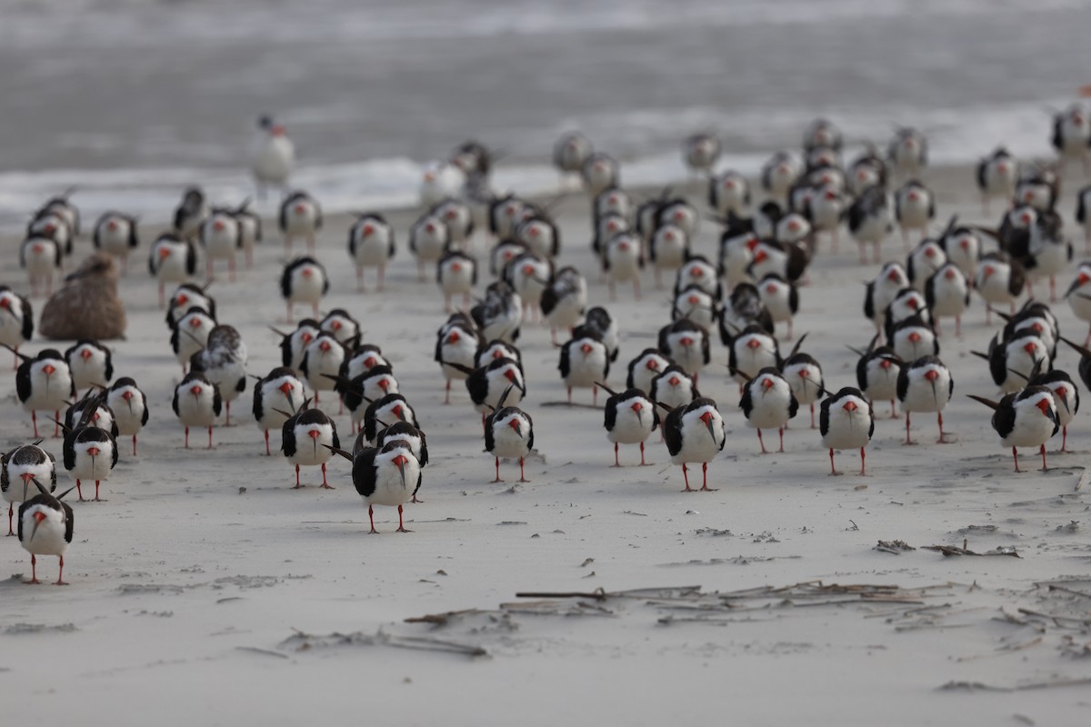 Black Skimmer - ML642866973