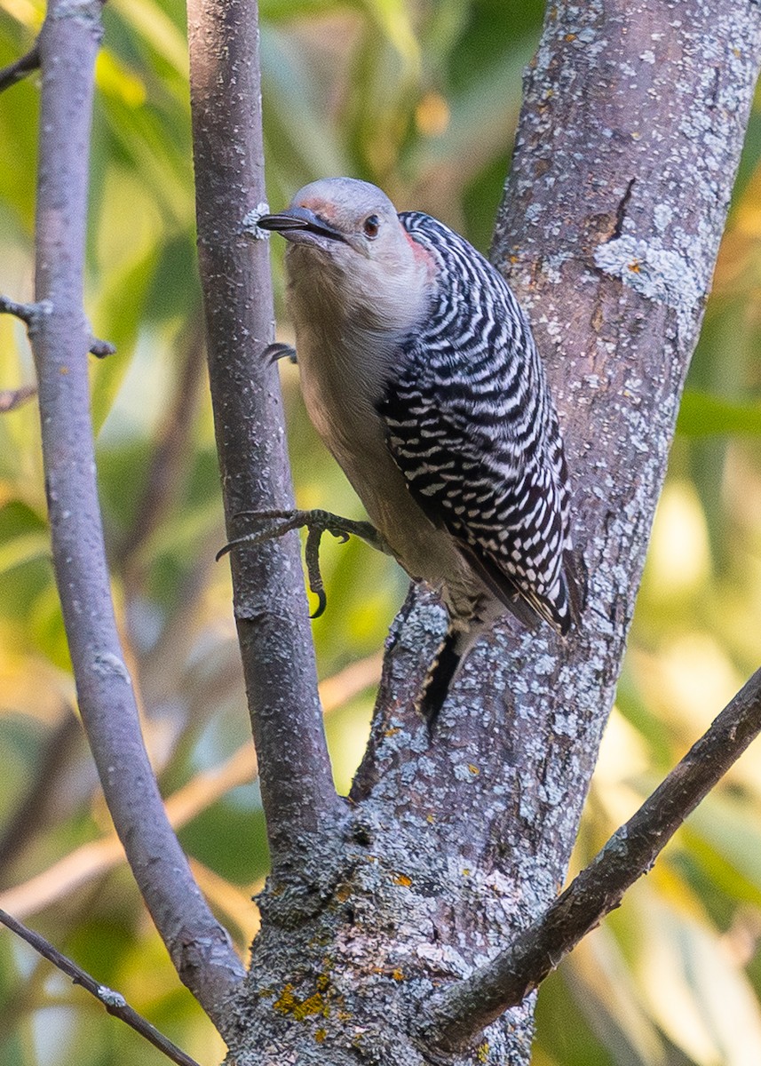 Red-bellied Woodpecker - ML642867000