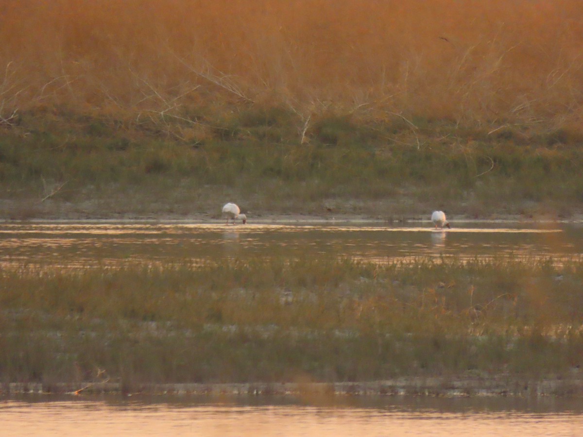African Spoonbill - ML642867001