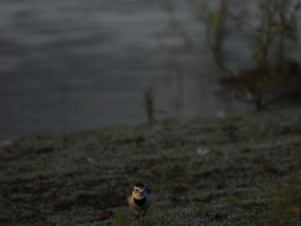 White Wagtail - ML642867005