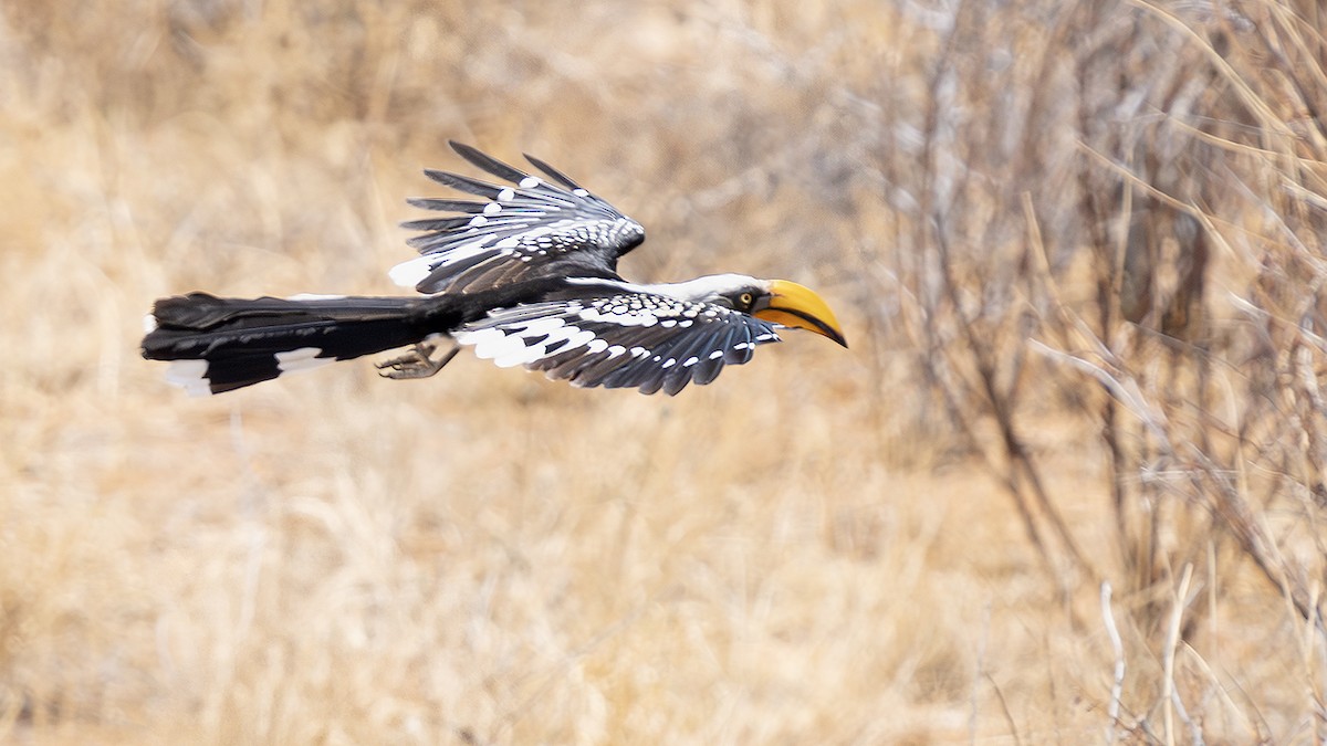 Eastern Yellow-billed Hornbill - ML642867016