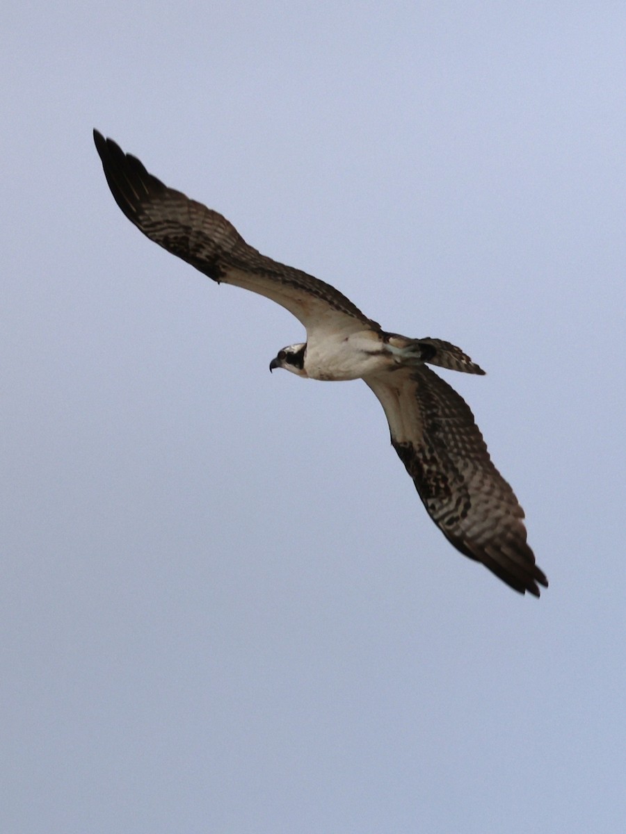 Osprey - ML642867017