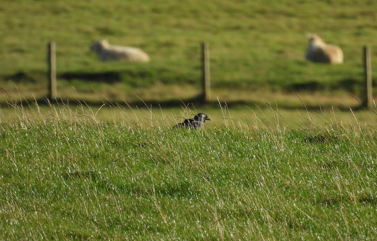 Eurasian Jackdaw - ML642867018