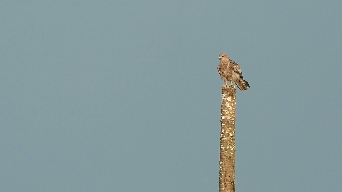 Brahminy Kite - ML642867030