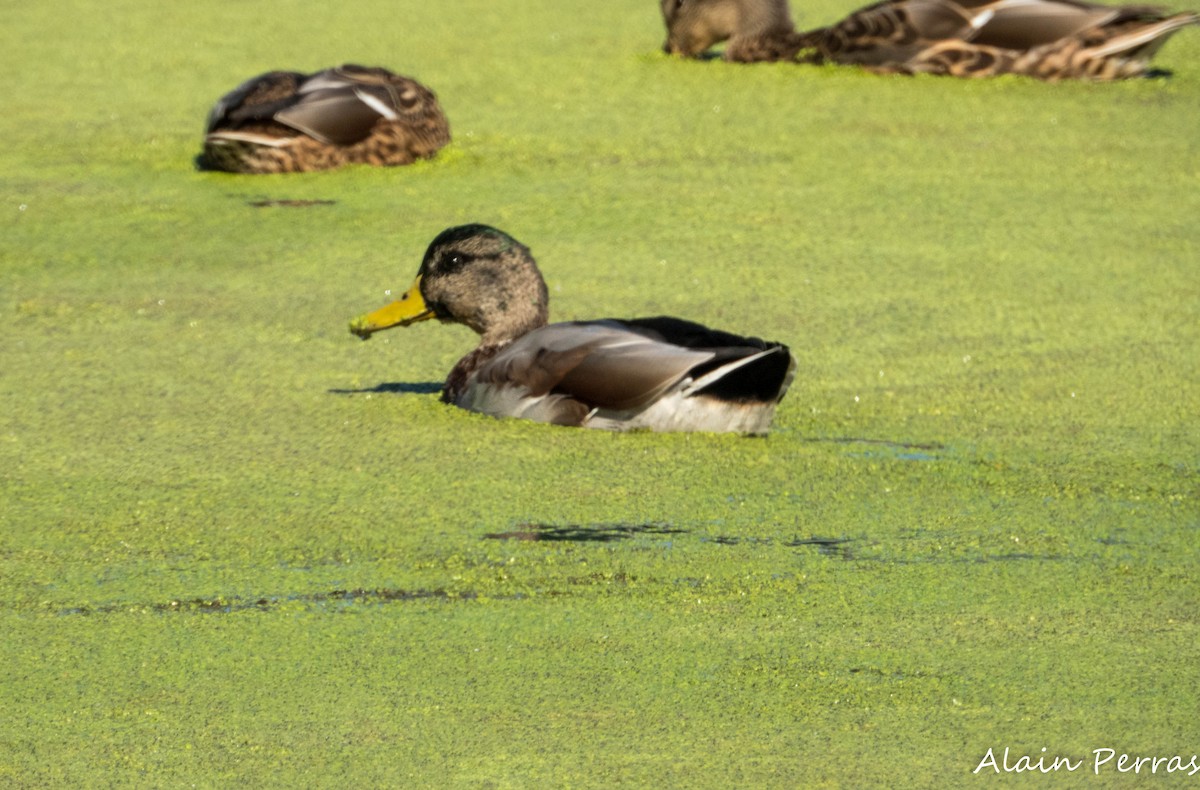 Mallard - ML642867037