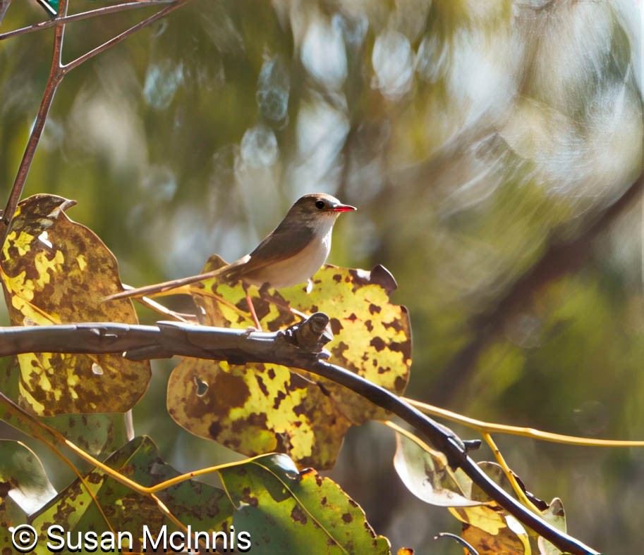Red-backed Fairywren - ML642867038