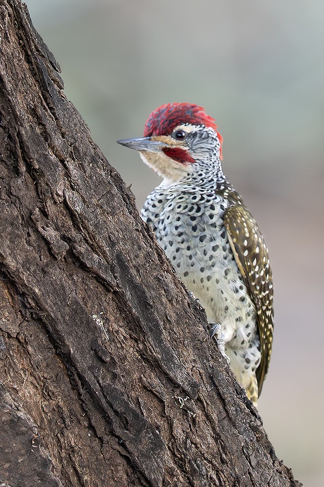 Nubian Woodpecker - ML642867041